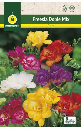 Freesias Dobles, Mezcla de Colores