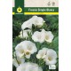 Freesias Simples, Blanca