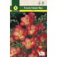 Freesias Simples, Roja