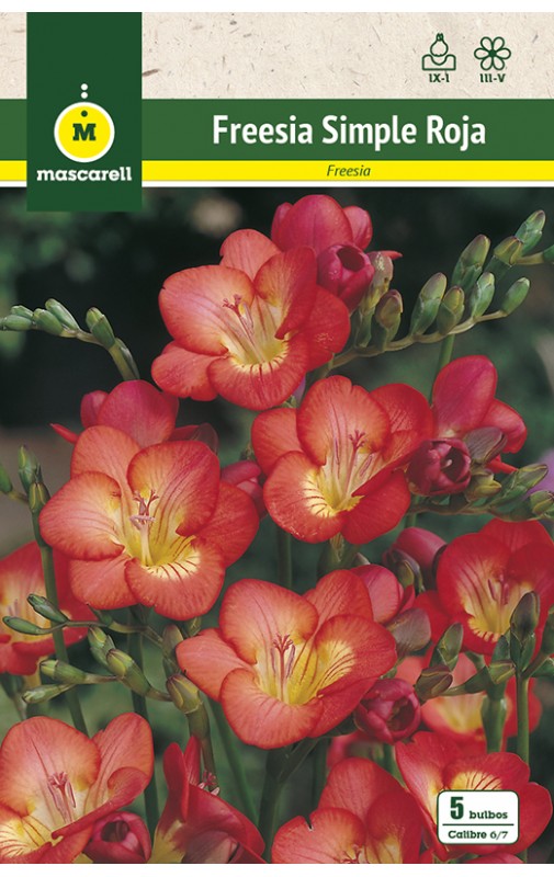 Freesias Simples, Roja