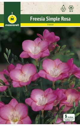 Freesias Simples, Rosa