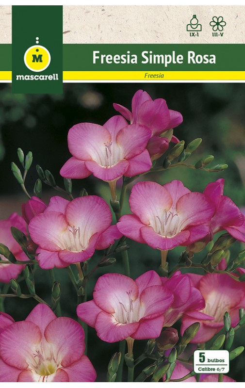 Freesias Simples, Rosa