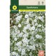 GYPSOPHILE BLANCHE