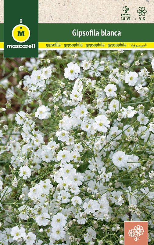 GYPSOPHILE BLANCHE