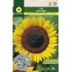 SUNFLOWERS FOR SEED