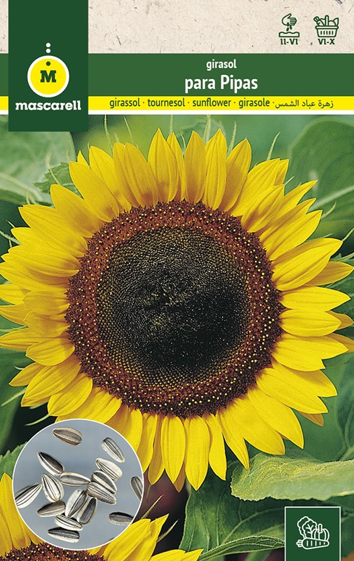 SUNFLOWERS FOR SEED