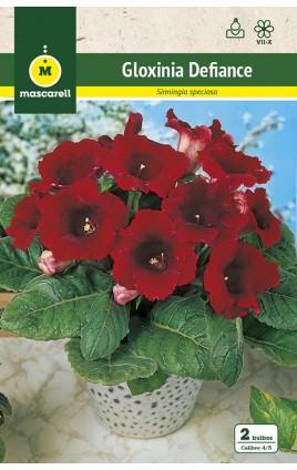 Gloxinia Defiance