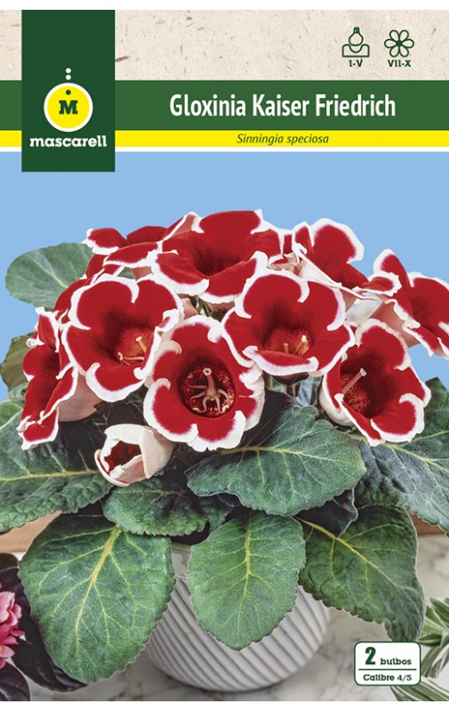 Gloxinia Kaiser Friedrich