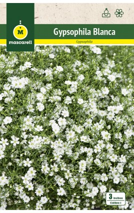 Gypsophila Blanca