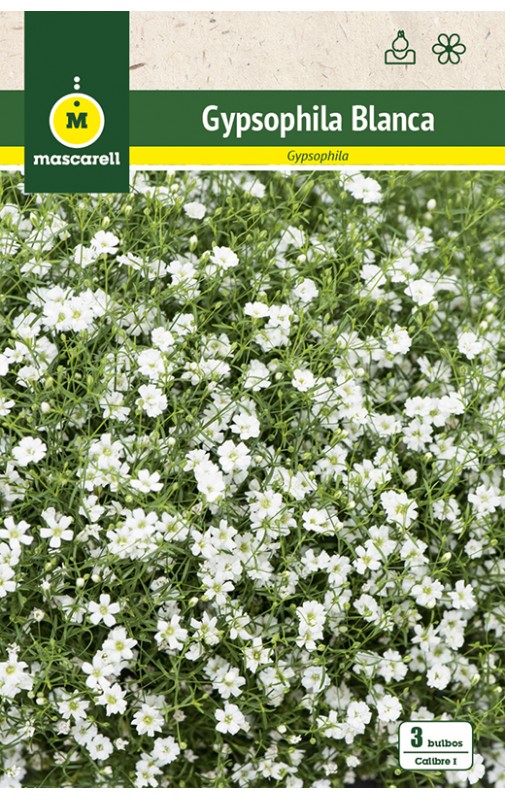 Gypsophila Blanca