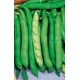 Broad Bean Extra-Precoz Muchamiel ALCAZAR