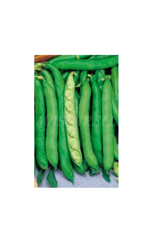 Broad Bean Extra-Precoz Muchamiel ALCAZAR