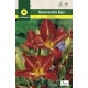 Hemerocallis, rojo