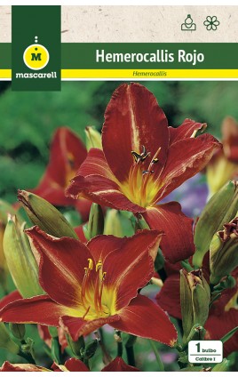 Hemerocallis, rojo