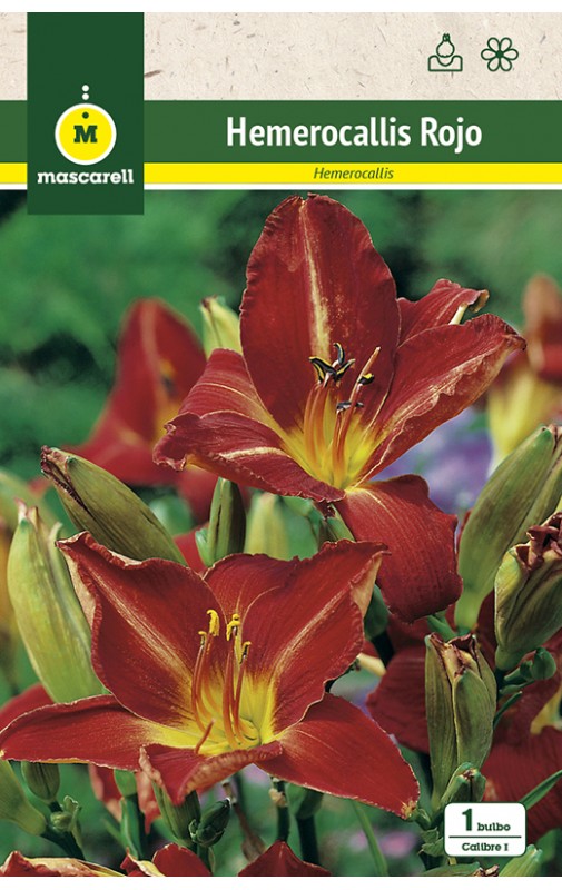 Hemerocallis, rojo