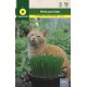 CAT GRASS