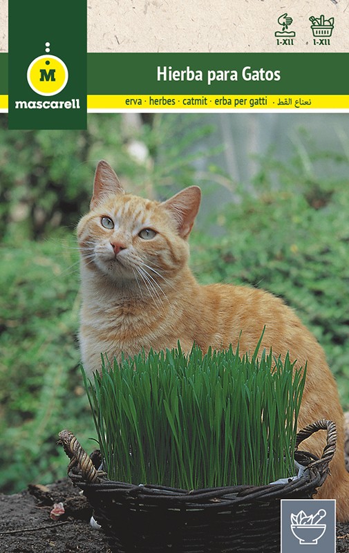 CAT GRASS