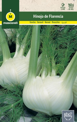 FLORENCE FENNEL