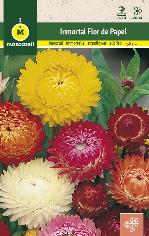 DOUBLE HELICHRYSUM MONSTRUOSUM MIX