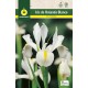 Iris de Holanda, Blanco