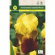 Iris Germanica Amarillo-Marron