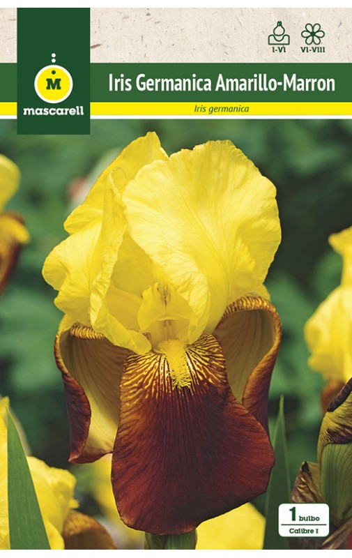 Iris Germanica Amarillo-Marron