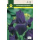 Iris Germanica Azul Oscuro