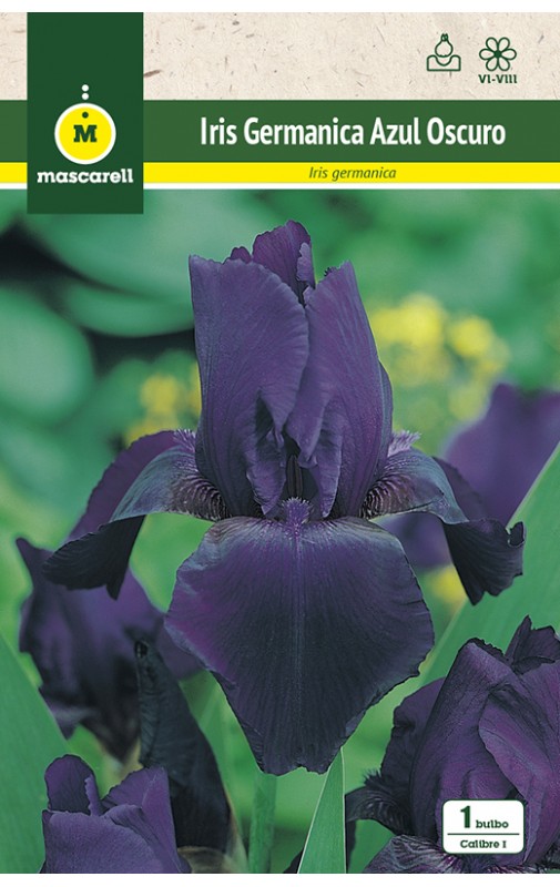 Iris Germanica Azul Oscuro - Mascarell Semillas