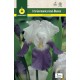 Iris Germanica Azul y Blanco