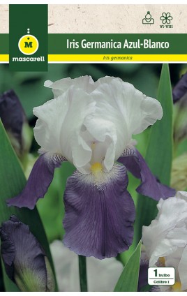 Iris Germanica Azul y Blanco