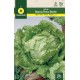 LETTUCE BATAVIA PIERRE BENITE