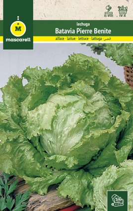 LETTUCE BATAVIA PIERRE BENITE