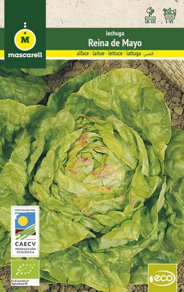 LETTUCE REINA DE MAYO