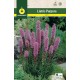 Liatris Spicata