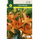 Liliums Menton