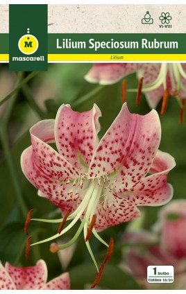 Liliums ORIENTAL Speciosum Rubrum