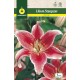 Liliums ORIENTAL Stargazer