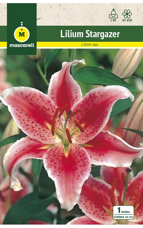 Liliums ORIENTAL Stargazer