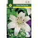 Liliums Sterling Star