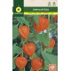 PHYSALIS FRANCHETTI (CHINESE LANTERN)