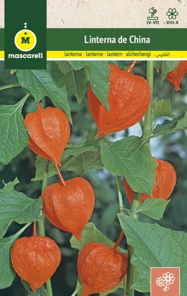 PHYSALIS FRANCHETTI (CHINESE LANTERN)