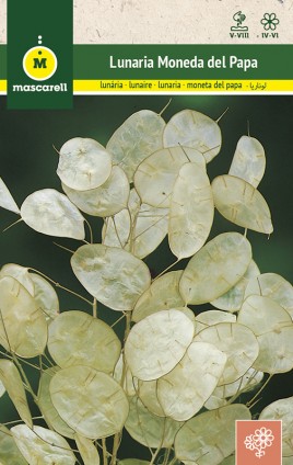 LUNARIA HONESTY