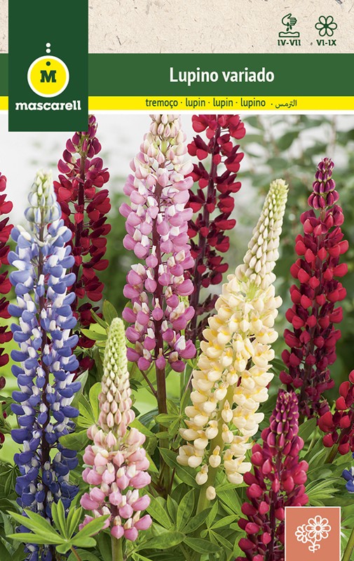 LUPIN VARIÉ