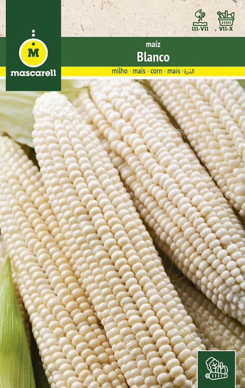 WHITE CORN