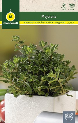 MARJORAM