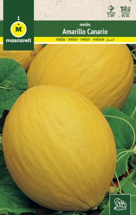 MELON  YELLOW CANARI