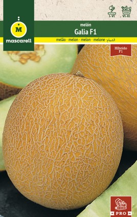 MelOn GALIA F1