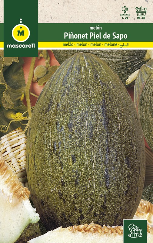 Melon Piñonet Piel de Sapo 500 semillas frescas 