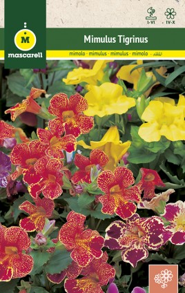 MIMULUS TACHÉTE EN MELANGE