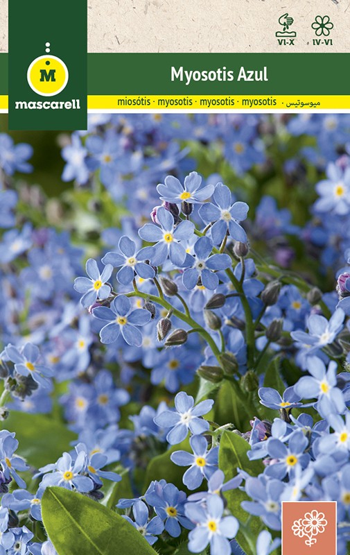 FORGET-ME-NOT BLUE